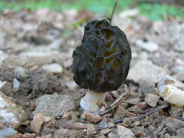 Funghi e vegetazione invasiva